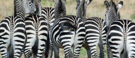 Klassisk safarivecka i Tanzania. Drive In-Fly out thumbnail