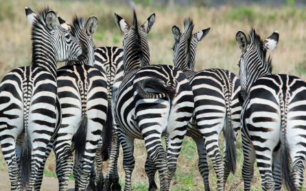 Ruaha National Park image