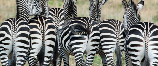 Klassisk safarivecka i Tanzania. Drive In-Fly out hero image