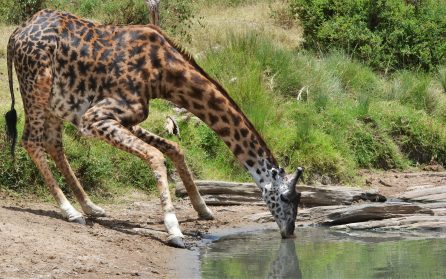 Arusha - släck törsten på lodgen image