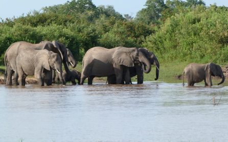 Dar es Salaam - Selous image