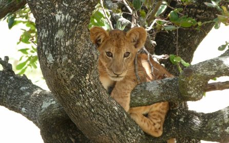 Selous Game Reserve image