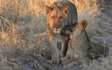 Majete - vandringssafari image