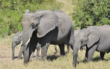 Mot Tanzania image