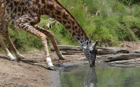 Safari i Ngorongorokratern image
