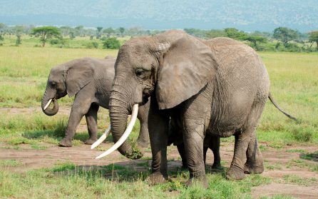 Safari i Lake Manyara National Park image