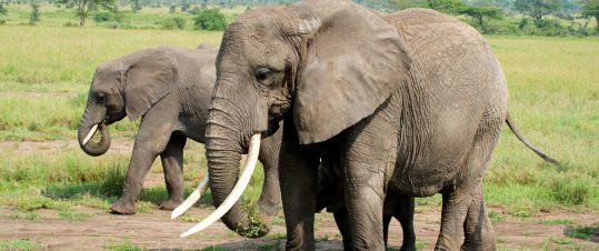 Julresa Tanzania – med safari i Serengeti och bad på Zanzibar hero image