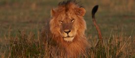 Julresa med safari i Serengeti, Tarangire, Ngorongoro med sol och bad på Zanzibar thumbnail