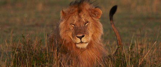 Julresa med safari i Serengeti, Tarangire, Ngorongoro med sol och bad på Zanzibar hero image