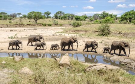 Tarangire National Park image