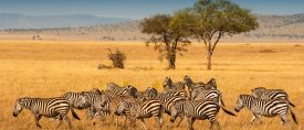 Safari i Serengeti – Fly In safari thumbnail