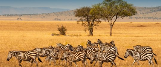 Safari i Serengeti – Fly In safari hero image