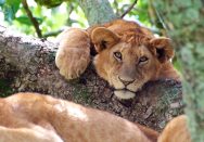 Tilläggresa: Safari i Lake Manyara, Serengeti och Ngorongoro i fem dagar thumbnail