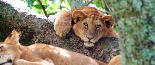 Tilläggresa: Safari i Lake Manyara, Serengeti och Ngorongoro i fem dagar hero image