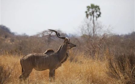 Ruaha NP image