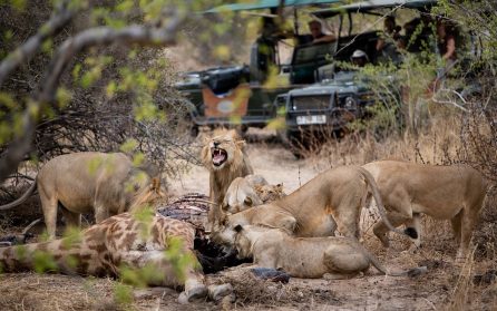 Safari i Ruaha Nationalpark image