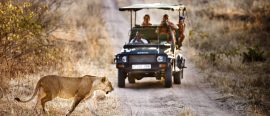 Safari thumbnail