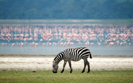 Safari i Ngorongorokratern image