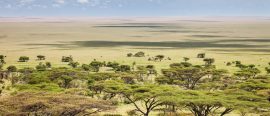 Expedition Norra Tanzania – Den ultimata safariresan med besök i 6 olika viltreservat thumbnail