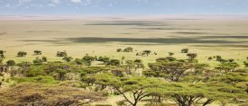 Expedition Norra Tanzania – Den ultimata safariresan med besök i 6 olika viltreservat thumbnail
