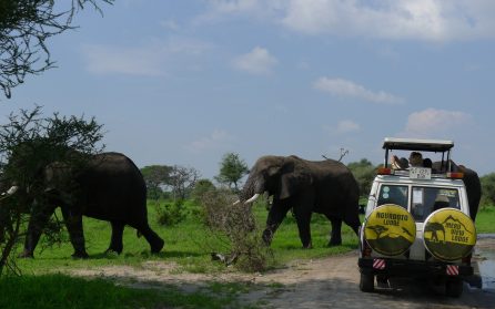 Safari i Lake Tarangire National Park image