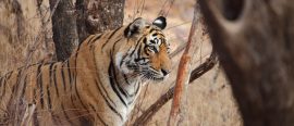 Djungelbokens värld – Tigersafari med Tadoba och Taj Mahal thumbnail