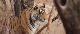 Djungelbokens värld – Tigersafari med Tadoba och Taj Mahal thumbnail