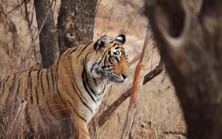 Ranthambore National Park image
