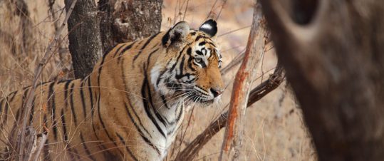 Djungelbokens värld – Tigersafari med Tadoba och Taj Mahal hero image