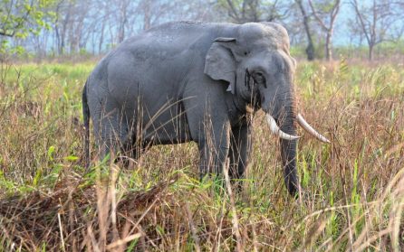 Corbett National Park image