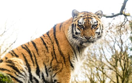 Corbett National Park image