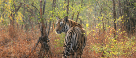 Rundresa & Tigersafari i Maharadjans land thumbnail