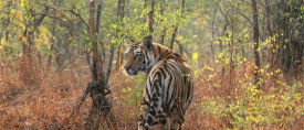 Rundresa & Tigersafari i Maharadjans land thumbnail