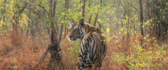 Rundresa & Tigersafari i Maharadjans land hero image