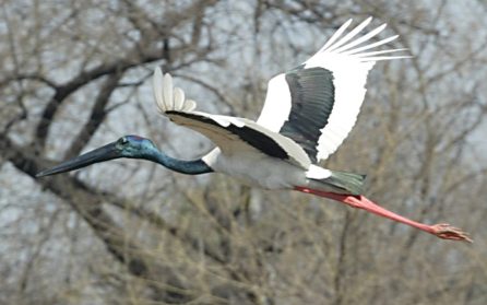 Bharatpur NP image