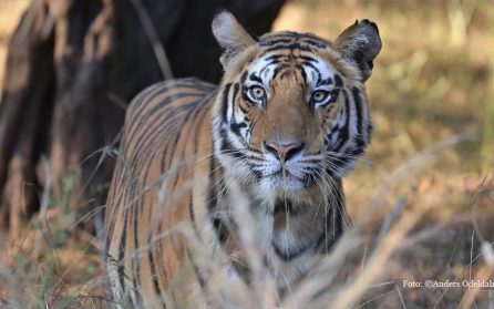 Pench - Nagpur - Delhi image