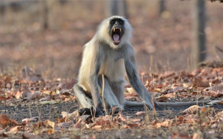 Sasan Gir till Gondal image