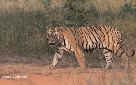 Ranthambore - tigerspaning image