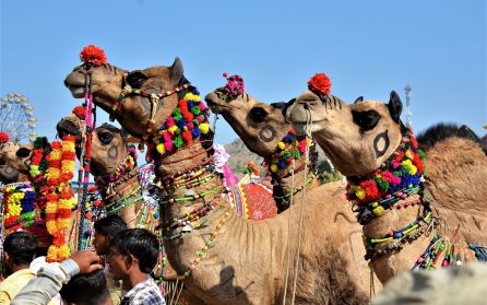 Pushkar image