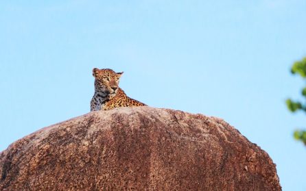 Jawai leopard conservation reserve image