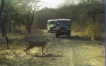 Sasan Gir och lejonspaning image