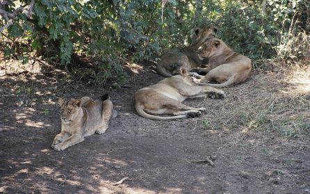 Sasan Gir National Park image