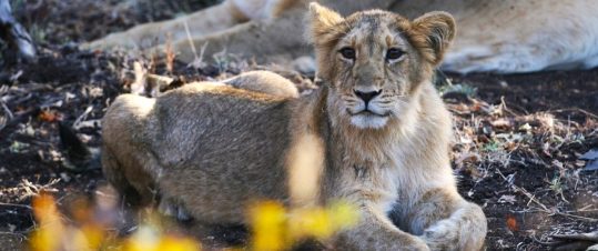 Indiens stora katter – Möt de asiatiska lejonen i Girskogen och tigrarna i Tadoba hero image