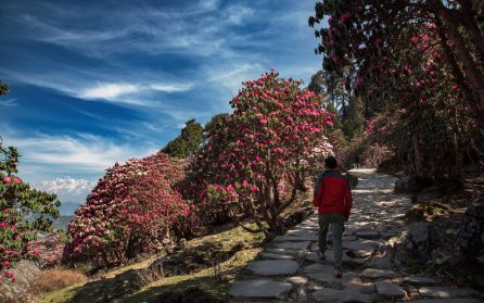 Skogsbad i vildmarken image