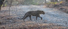 Stora kattresan med lejon, leopard och tiger thumbnail