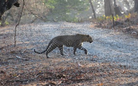 Pench NP image