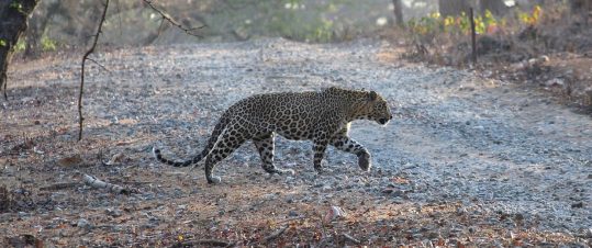Stora kattresan med lejon, leopard och tiger hero image