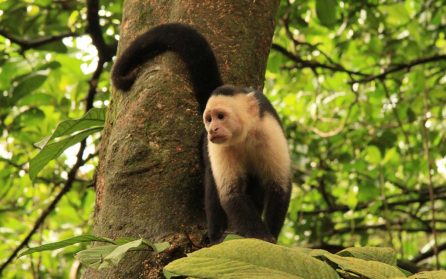Mot Costa Rica image