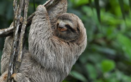 Mot Corcovado nationalpark image