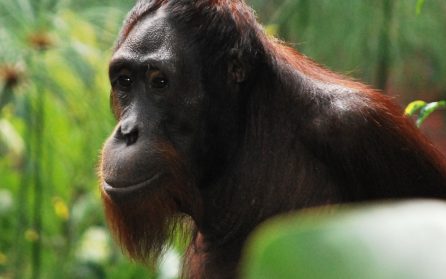 Mot Borneo image